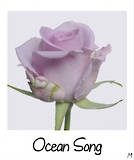 Ocean Song
